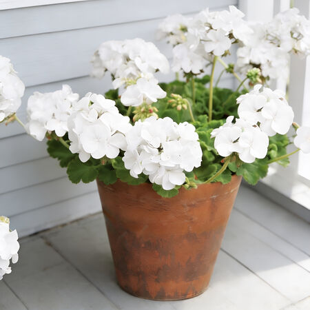 White Maverick, Geranium Seeds - Packet image number null